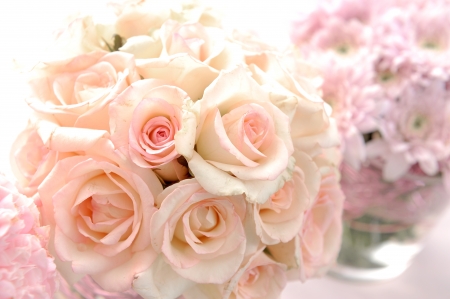 14558809 – closeup rose