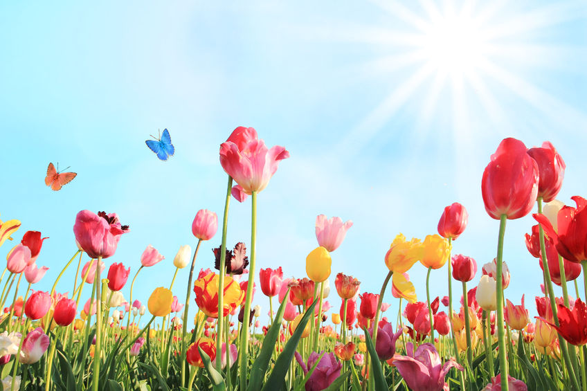 37737045 – bright sunny day in may with tulip field in various colors